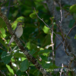 Balia dal collare (Ficedula albicollis)