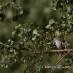 Pigliamosche (Muscicapa striata)