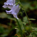 Campanula barbata