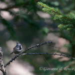 Cincia dal ciuffo (Lophophanes cristatus)