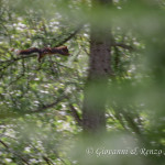 Scoiattolo rosso (Sciurus vulgaris)