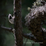 Cincia dal ciuffo (Lophophanes cristatus)
