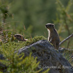 Giovani marmotte