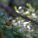 Scricciolo (Troglodytes troglodytes)
