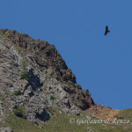 Aquila reale (Aquila chrysaetos)