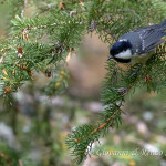 Cincia mora (Periparus ater)