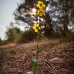 Verbasco polline (Verbascum blattaria)