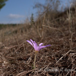 Colchicum cupanii