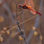 Sympetrum fonscolombii