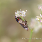 Lixus sp.