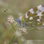 Pontia edusa