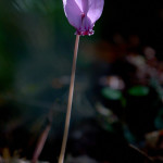 Ciclamino napoletano (Cyclamen hederifolium Aiton)