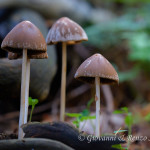 Funghi