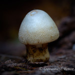 Volvariella bombycina