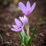 Colchicum cupanii