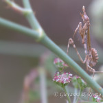 Empusa pennata