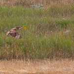 Poiana (Buteo buteo)