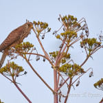 Grillaio (Falco naumanni)