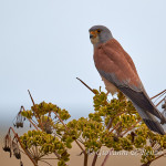 Grillaio (Falco naumanni)