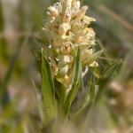 Orchide sambucina (Dactylorhiza sambucina)