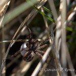 Lycosidae con ovisacco