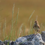 Cappellaccia (Galerida cristata)