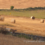 Poiana (Buteo buteo)