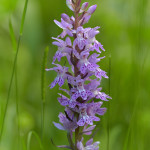 Concordia (Dactylorhiza maculata) subsp. saccifera