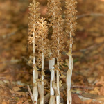 Nido d'uccello (Neottia nidus avis)