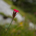 Garofanino dei Certosini (Dianthus carthusianorum)