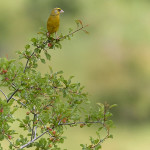 Verdone (Chloris chloris)