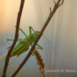 Cavalletta verde (Tettigonia viridissima)