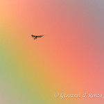 Un grillaio nell'arcobaleno