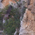 Cicogna nera (Ciconia nigra)