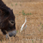 Airone guardabuoi (Bubulcus ibis)