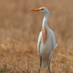 Airone guardabuoi (Bubulcus ibis)