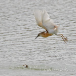 Sgarza ciuffetto (Ardeola ralloides)