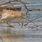 Sgarza ciuffetto (Ardeola ralloides)