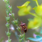 Codophila varia su Issopo meridionale