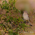 Averla piccola (Lanius collurio)