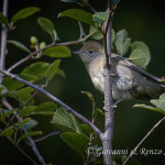 Capinera (Sylvia atricapilla)