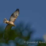 Poiana (Buteo buteo)