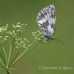 Melanargia galathea