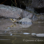 Ballerina gialla (Motacilla cinerea)