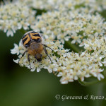 Trichius fasciatus