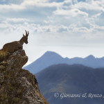 Stambecco (Capra ibex)