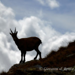 Stambecco (Capra ibex)