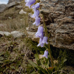 Campanula barbata