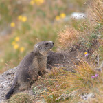 Marmotta delle Alpi (Marmota marmota)