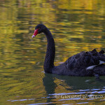 Cigno nero (Cygnus atratus)